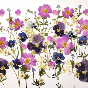 Fiori pressati commestibili per la decorazione di torte Torta nuziale Fiori selvatici veri Confezione mista di fiori commestibili Set di fiori per la decorazione di torte floreali commestibili