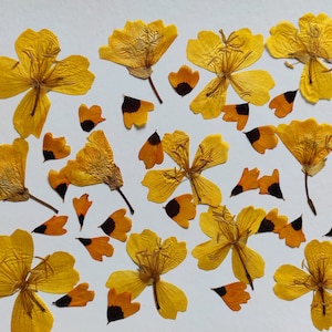 Fleurs pressées pour l'artisanat, pour les cartes, pour les invitations de mariage, pour la résine de bijoux, Pack mixte pour l'artisanat, Fleurs pour la résine, vraies fleurs, art