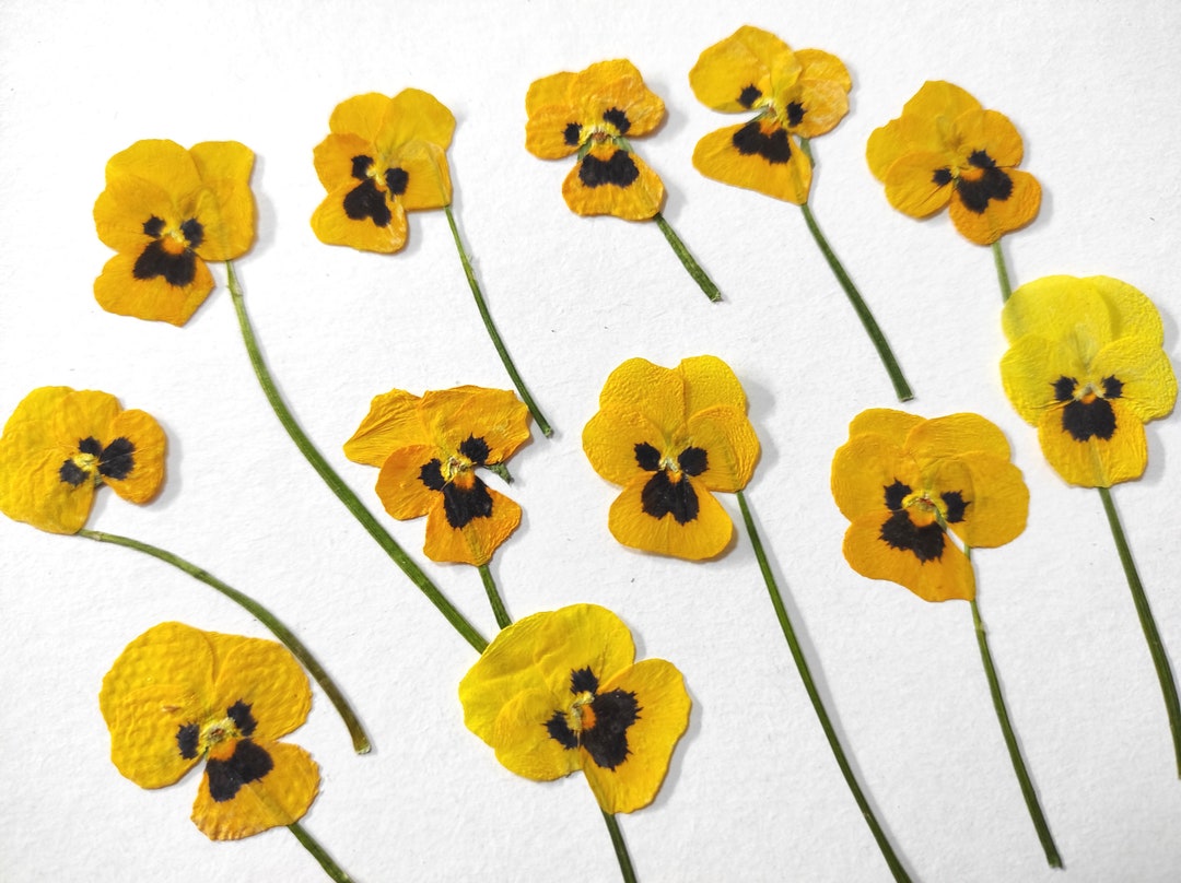 Small Edible Yellow Pressed Flowers for Cakes Cocktails Jewelry Resin ...