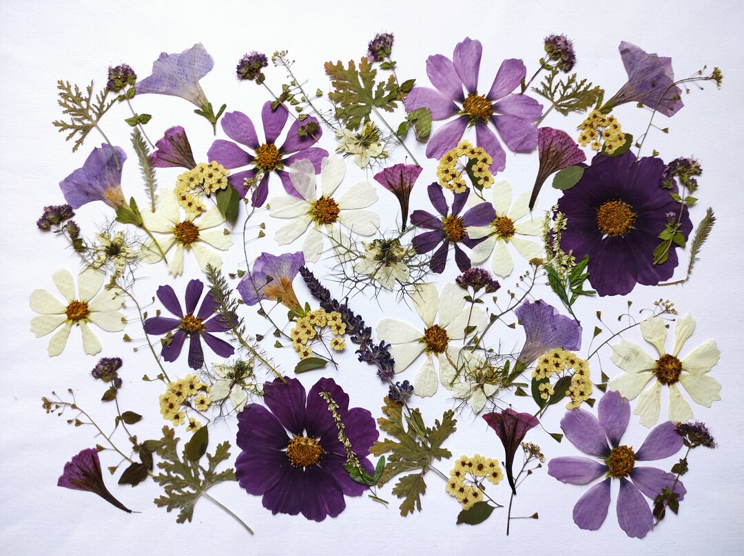 Edible Flowers for Cake Decoration Pressed Flowers for Etsy