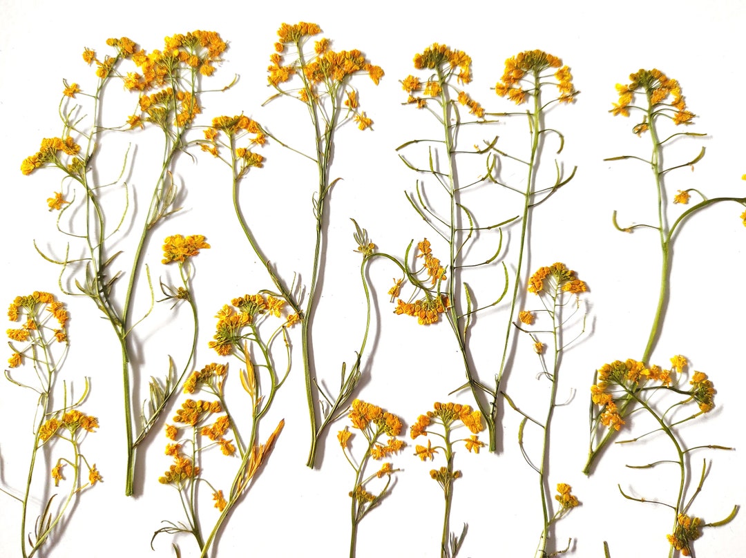 Yellow Pressed Flowers: DIY Craft Kit for Resin Art, Jewelry - Etsy