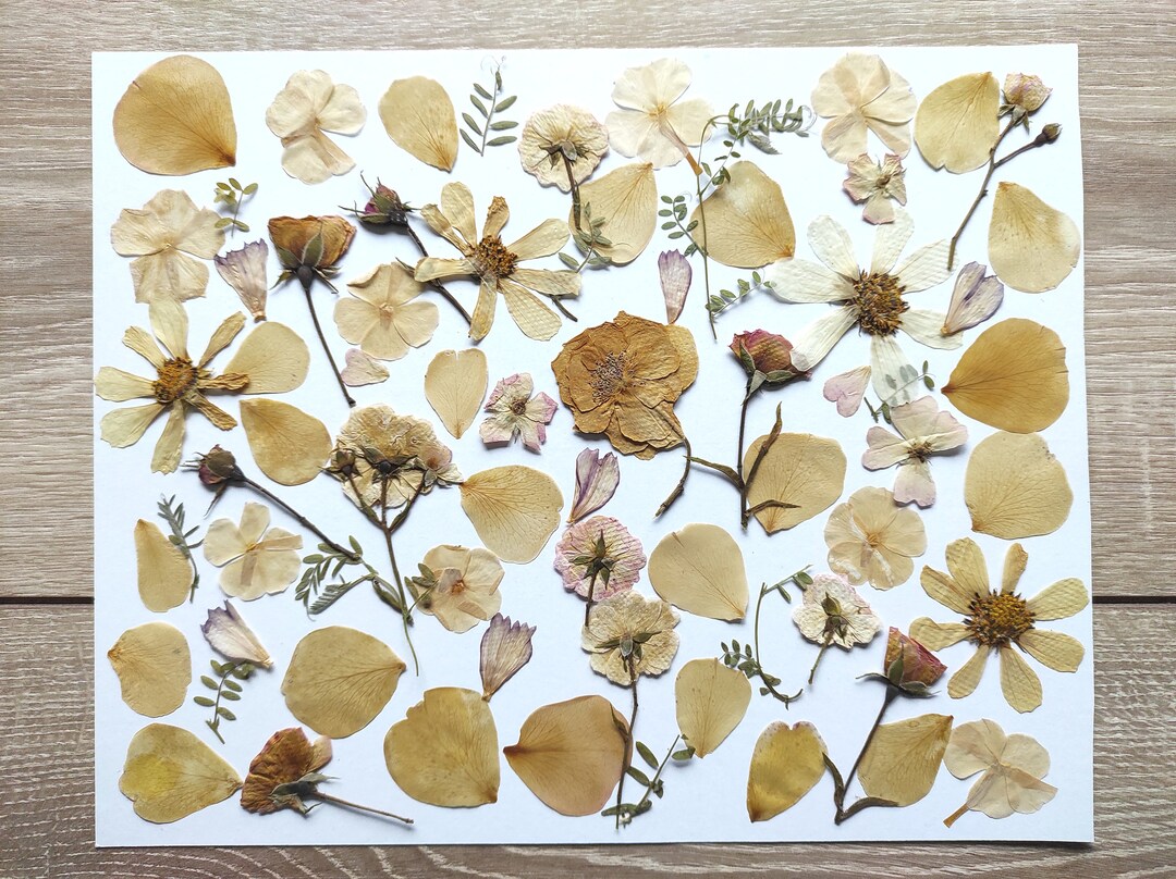 Edible Flowers for Cake Decoration Edible Pressed Flowers Etsy
