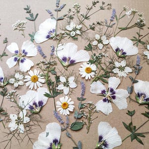 White еdible flower for cake decoration, Pressed flower for wedding cakes, Edible pressed flower, Pressed flower for cake decorations, art