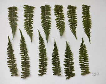Fern, Greenery, Dried green leaves, Pressed flower art, pressed flowers for crafts, dry flowers, Dried Flower, card making, foliage floral