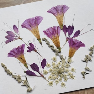 Gloire du matin grandes fleurs pressées violettes artisanat bijoux cartes en résine inviter art mural passe-temps vraies fleurs violettes pour bijoux art scrapbooking
