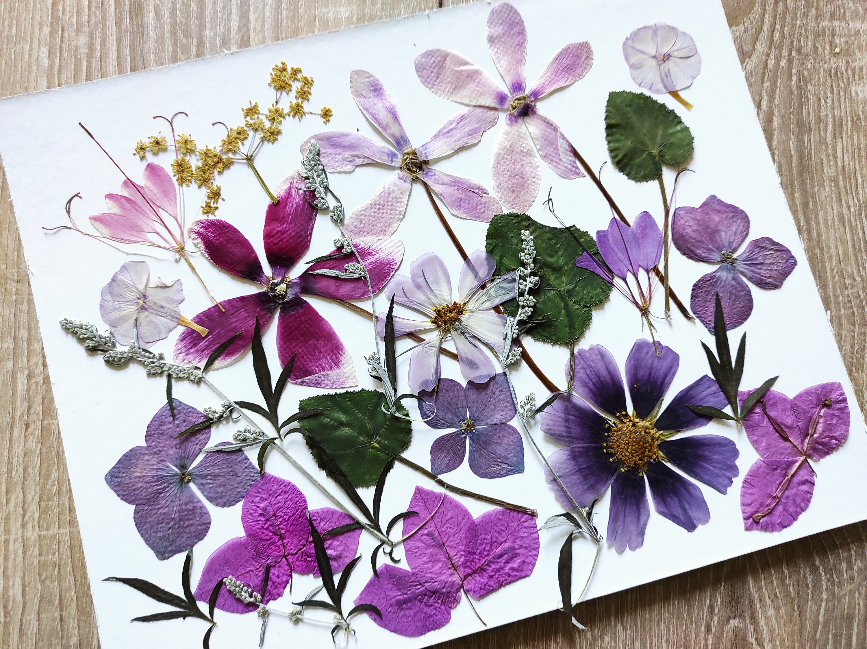 Pressed flowers for craft, for cards, for wedding invitations, for jewelry  resin, Flowers for resin, real flowers, large pressed flowers
