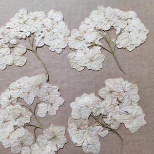 Wit/beige geperste hortensiabloemen - doe-het-zelf sieraden voor kunst en ambachten (4 stuks)