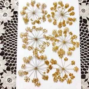Artisanat de fleurs pressées comestibles pour cartes d'invitations de bijoux à faire soi-même
