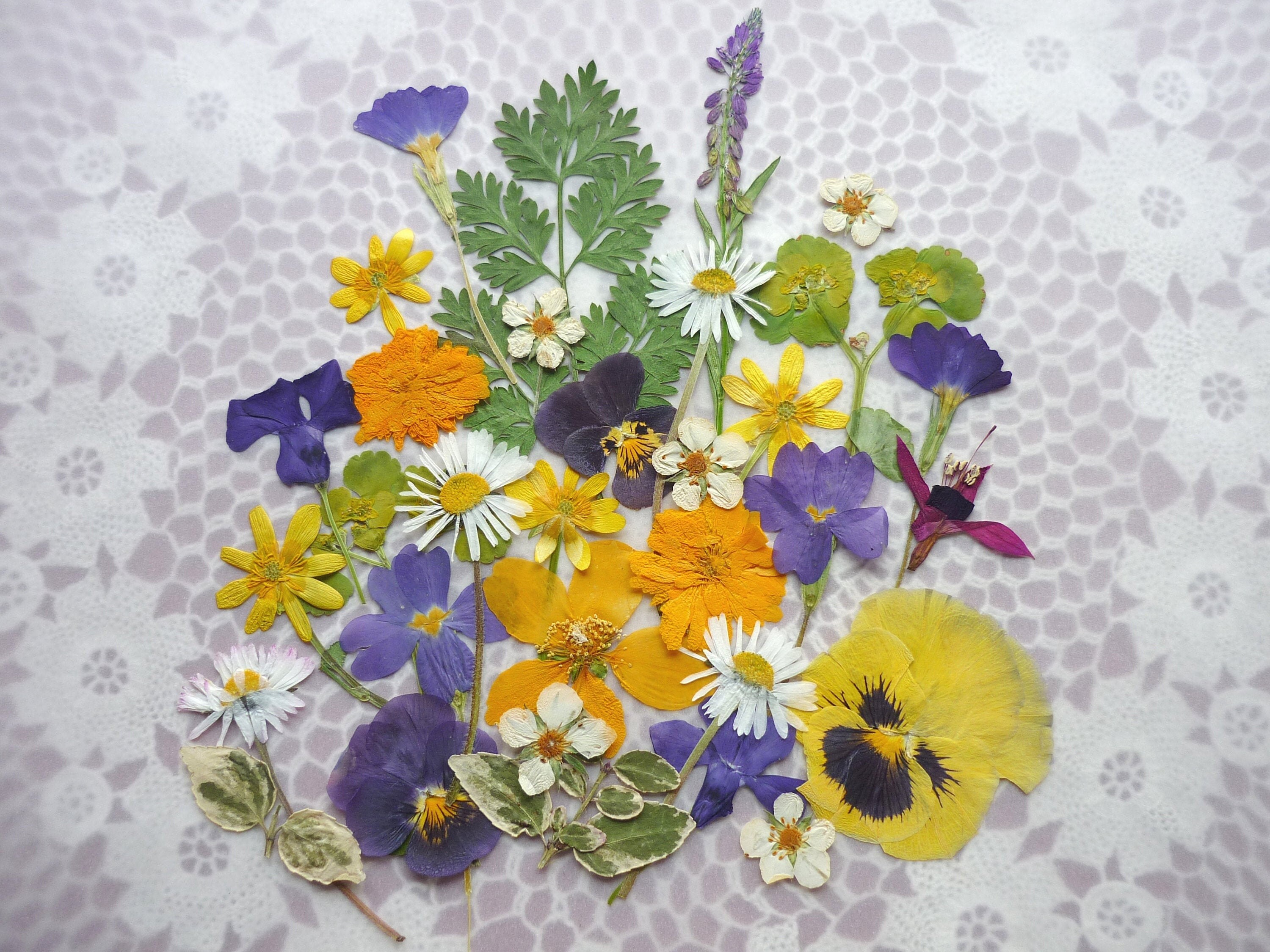 Gepresste Blume gepresste Blumenkunst gemischte Packung für | Etsy