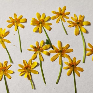 Petites fleurs jaunes comestibles pressées pour gâteaux, cocktails, bijoux, résine kraft, invitations, bijoux à bricoler soi-même, carte de fleurs, scrapbooking, art en résine