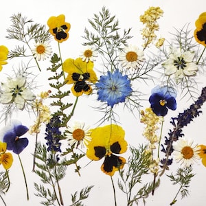 Fiori pressati commestibili per la decorazione di torte Torta nuziale Fiori selvatici veri Confezione mista di fiori commestibili Set di fiori per la decorazione di torte floreali commestibili