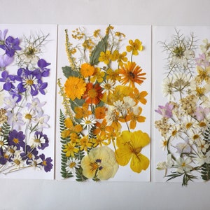Pressed flower art, Dried pressed flowers, mixed pack for crafts, dried flower wedding, card making, resin art, scrapbooking, dry flowers