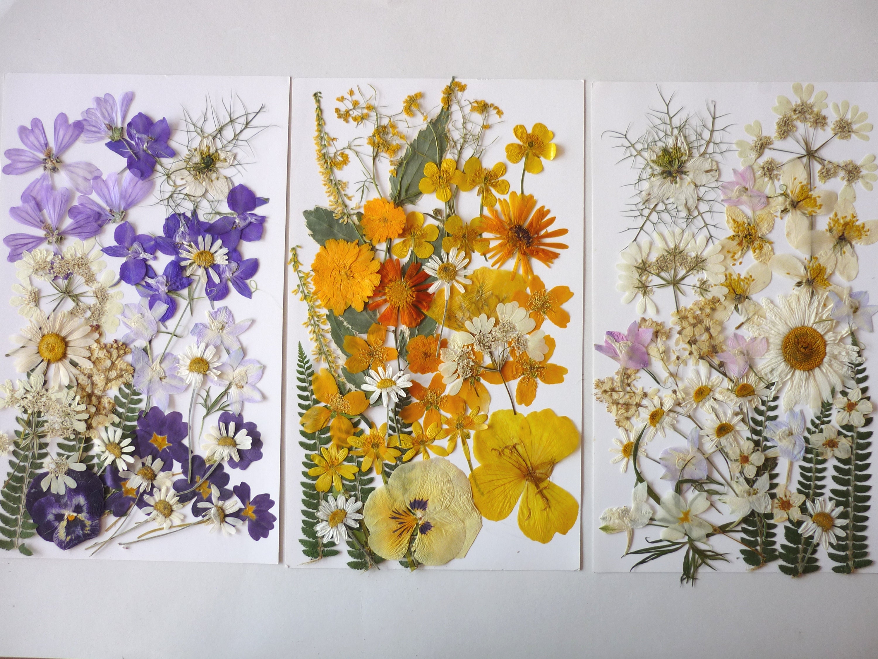 Dried Pressed Flowers For Crafts - Pressed Flowers Mix Pack - Dry Pressed  Flower Art - Dried Real Flowers - Card Making - 145x106mm - HM1023