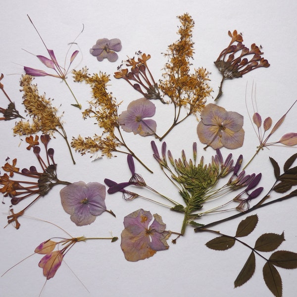 Pressed flowers, Pressed flower art, Pressed flowers for resin, dried flowers, dry flowers, Pressed flowers for jewelry, mixed pack crafts