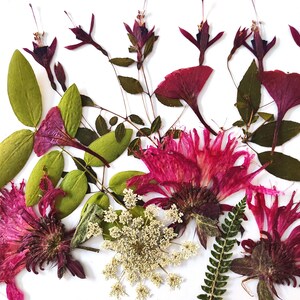 May include: A collection of pressed flowers and leaves, including pink and purple flowers, green leaves, and a fern. The flowers are arranged in a random pattern on a white background.