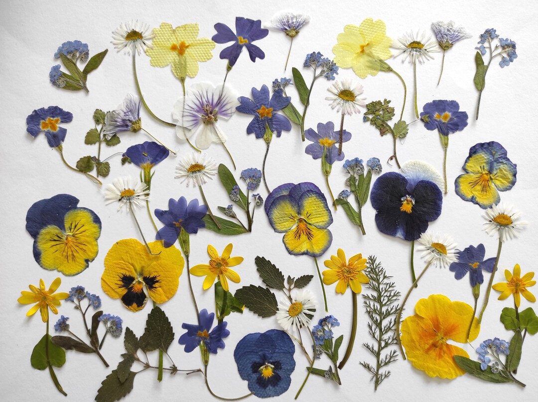Edible Flowers for Cake Decoration Edible Pressed Flowers Etsy