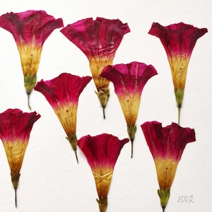 Grandi fiori rossi pressati, ipomea, fiori per resina, arte con fiori pressati, fiori pressati, fiori secchi, arte con resina, fiori veri, rossi