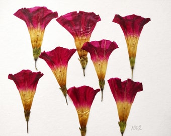 Large red pressed flowers, morning glory, Flowers for resin, Pressed flower art, Pressed flowers, dry flower, resin art, real flowers, red