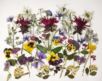 May include: A display of pressed flowers, including pansies and other wildflowers, in shades of purple, yellow, and burgundy, set against a white backdrop. The arrangement showcases diverse shapes and textures, creating a natural, botanical theme.