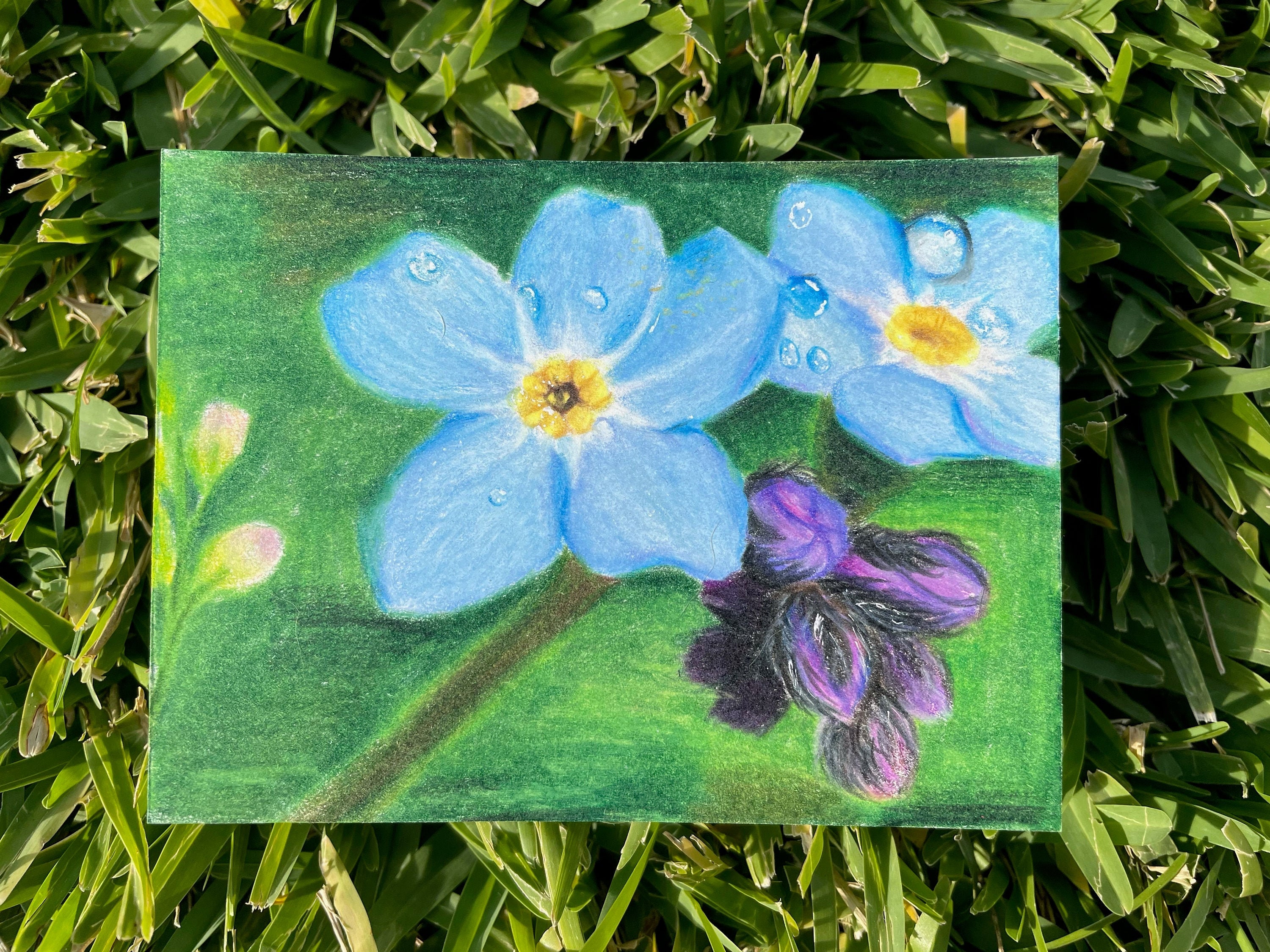 Original Flower Colored Pencil Drawing Etsy