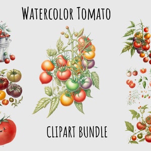Acuarela Tomate clipart PNG paquete Vegetal Clipart Jardinería clipart Descarga digital instantánea imprimible, para tarjetas de recetas, sublimación