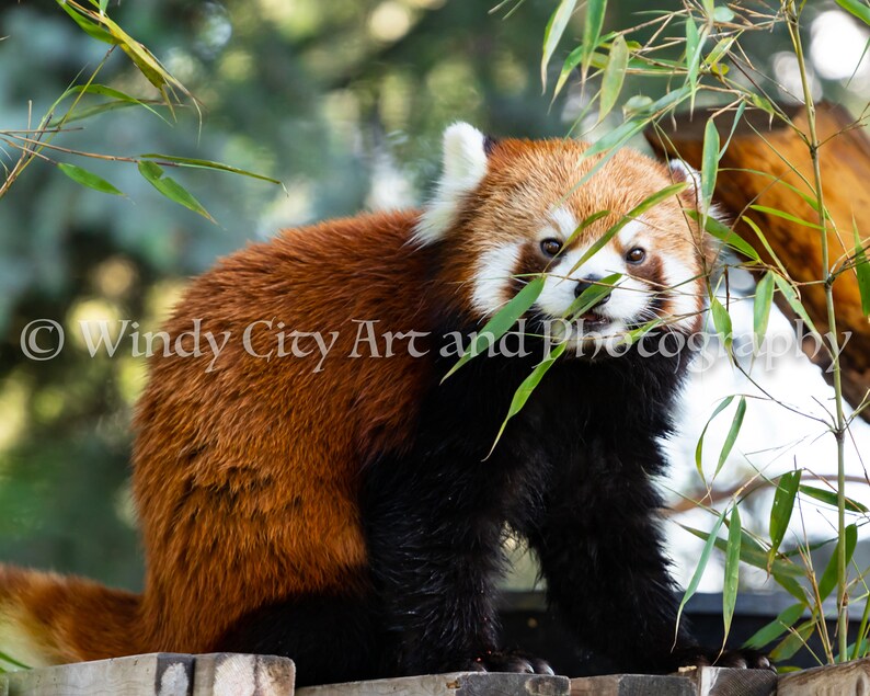 Red Panda Color Print; Wildlife Photography Digital Download; Wall Art; Print-it-yourself