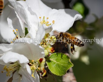 Honey Bee and Apple Blossom Color Print Wildlife Photography Digital Download