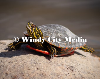 Painted Turtle in the Sun Color Print Wildlife Photography Digital Download