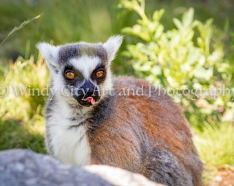 Ring-Tailed Lemur Color Print Wildlife Photography Digital Download