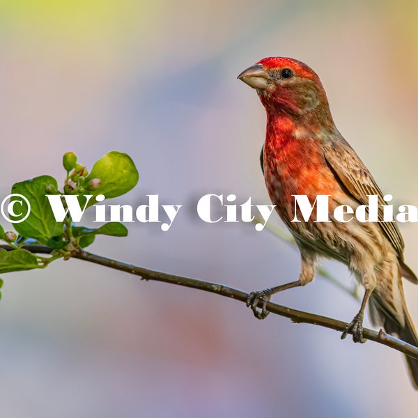 House Finch on Plant Backyard Bird Digital Photography