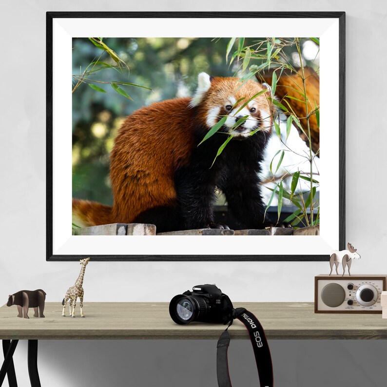 Red Panda Color Print; Wildlife Photography Digital Download; Wall Art; Print-it-yourself