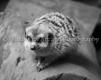 Meerkat Black and White Print Wildlife Photography Digital Download