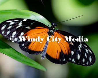 Orange and Black Butterfly Color Print Nature Photography Digital Download