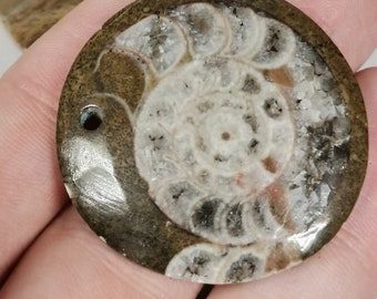 Ammonite goniatite or petrified coral pendant cut price is 1 piece each best quality collector's jewelry, vintage, surfer