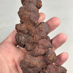 Koprolitråstenar, dinosaurieavföring, fossila koprolitgödselstenar, skämtgåva, förhistorisk skolpresentation, föreläsning, samlarsamling, gåva