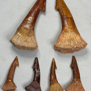 Könnte beinhalten: Eine Sammlung von sechs versteinerten Zähnen, die jeweils eine gekrümmte, spitze Krone und eine breite, texturierte Wurzelbasis aufweisen. Die Zähne zeigen verschiedene Schattierungen von Braun, Beige und Rötlich-Orange mit gezackten Kanten.