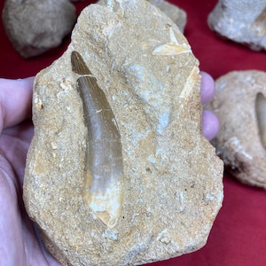 Spinosaurus tooth in matrix dinosaur dino saurian decoration gift Spinosaurus display case collectibles children give away museum fossil collection