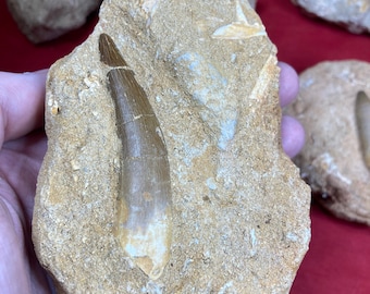 Spinosaurus tooth in matrix dinosaur dino saurian decoration gift Spinosaurus display case collectibles children give away museum fossil collection