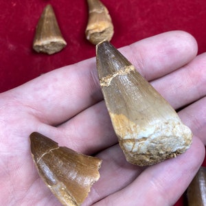 Mosasaur tooth 2nd choice different sizes real dino dinosaur gift children collector decoration water dinosaur Christmas Advent prehistoric display case