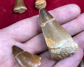 Mosasaur tooth 2nd choice different sizes real dino dinosaur gift children collector decoration water dinosaur Christmas Advent prehistoric display case