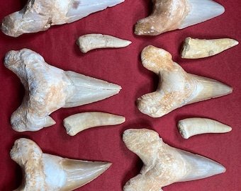 Huge natural petrified shark tooth or plesiosaur tooth best quality genuine dino collector gift souvenir children showcase