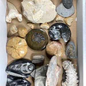 fossil collection, lot, bargain, fossil, ammonite, dinosaur, mosasaur, shark tooth, showcase, gift, Orthoceras, flint, collector