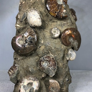 May include: A large rock with multiple fossilized ammonites embedded in it. The ammonites are various sizes and colors, including iridescent brown, white, and gray.