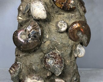 研磨されたアンモナイトの化石：天然ジュラ紀マダガスカル水晶 - Etsy 日本