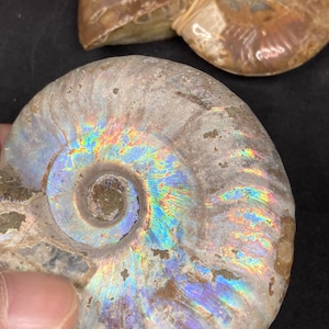 May include: Two iridescent ammonite fossils with a rainbow sheen. The larger fossil is in focus and has a spiral shape. The smaller fossil is out of focus and is partially visible in the background.