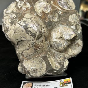 Puede incluir: Primer plano de una roca fosilizada con múltiples conchas de amonites. La roca es gris y blanca con una textura rugosa. La etiqueta dice "Fossilien der Schwäbischen Alb Leioceras opalinun und Pachylytoceras torulosum Grenzbereich Lias/Dogger".