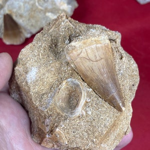 May include: A close-up of a fossilized shark tooth embedded in a light brown rock. The tooth is pointed and has a light brown color. The rock is rough and textured.