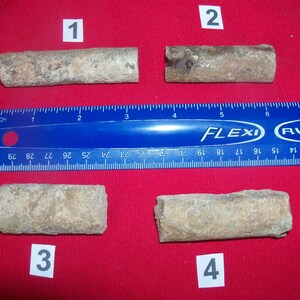 Fossil crinoid stem. Pick your choice before it is gone. 359 to 416 million years old.