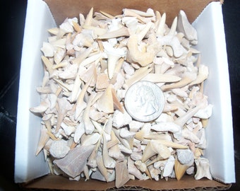 100 real fossil shark teeth per lot. B grade teeth