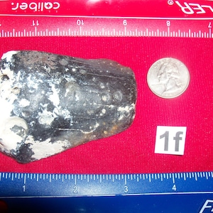 Large Megalodon fossil shark tooth of your choice before it is gone